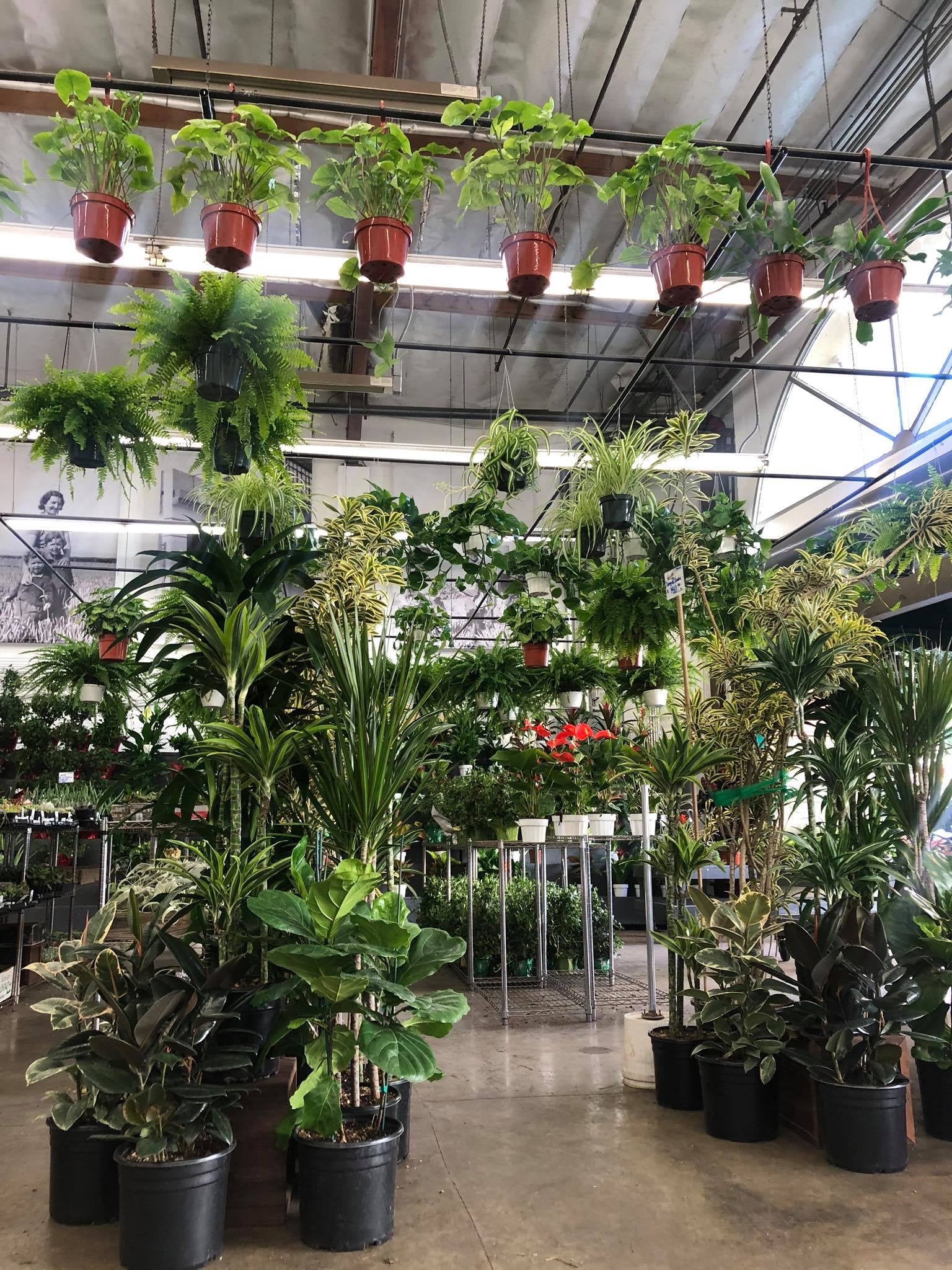 The Guide to Los Angeles for Plant Parents Discover Los Angeles